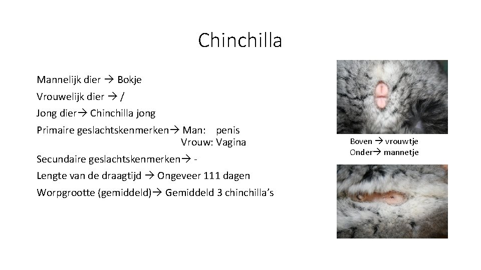 Chinchilla Mannelijk dier Bokje Vrouwelijk dier / Jong dier Chinchilla jong Primaire geslachtskenmerken Man: