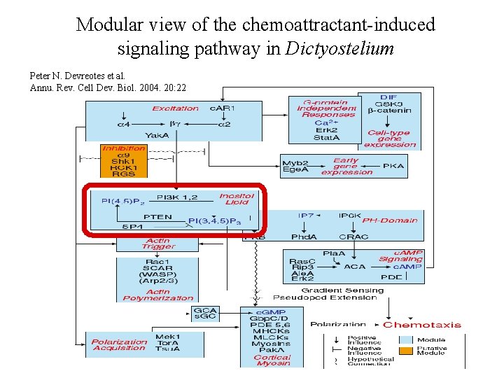 Modular view of the chemoattractant-induced signaling pathway in Dictyostelium Peter N. Devreotes et al.