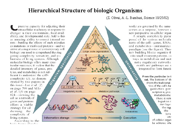 Hierarchical Structure of biologic Organisms (Z. Oltvai, A. -L. Barabasi, Science 10/25/02) 