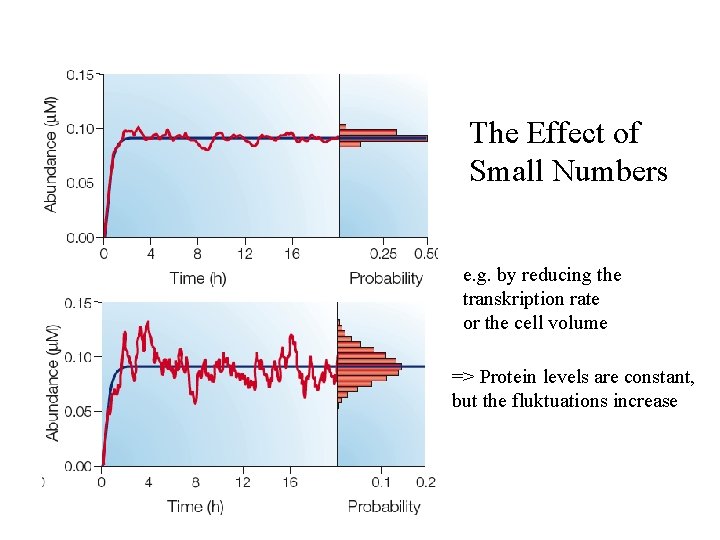 The Effect of Small Numbers e. g. by reducing the transkription rate or the