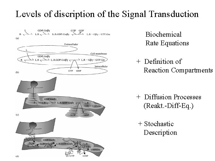 Levels of discription of the Signal Transduction Biochemical Rate Equations + Definition of Reaction