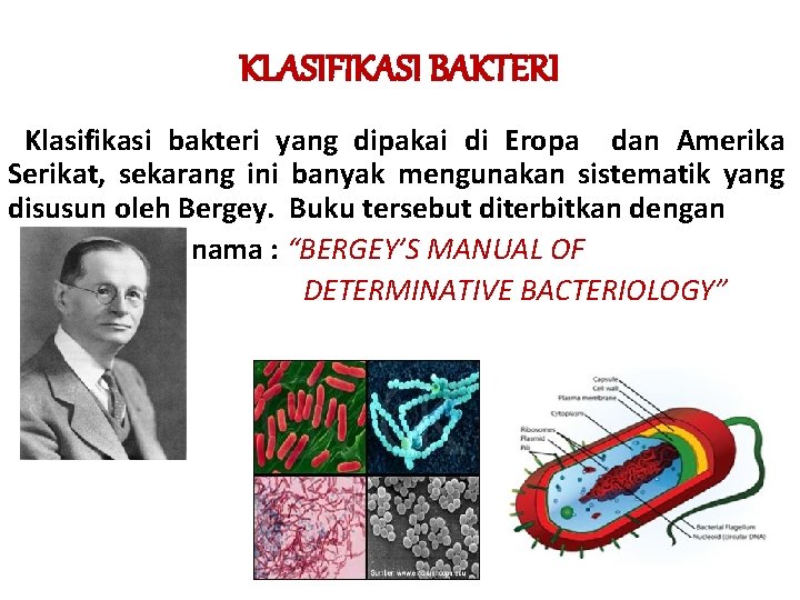 KLASIFIKASI BAKTERI Klasifikasi bakteri yang dipakai di Eropa dan Amerika Serikat, sekarang ini banyak