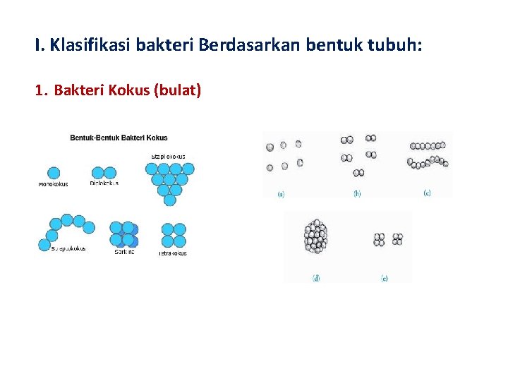 I. Klasifikasi bakteri Berdasarkan bentuk tubuh: 1. Bakteri Kokus (bulat) 