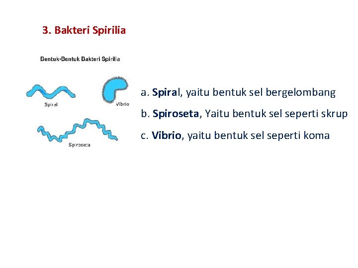3. Bakteri Spirilia a. Spiral, yaitu bentuk sel bergelombang b. Spiroseta, Yaitu bentuk sel