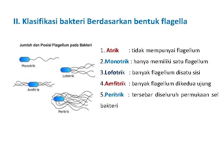 II. Klasifikasi bakteri Berdasarkan bentuk flagella 1. Atrik : tidak mempunyai flagellum 2. Monotrik