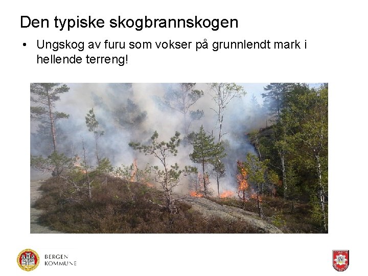 Den typiske skogbrannskogen • Ungskog av furu som vokser på grunnlendt mark i hellende