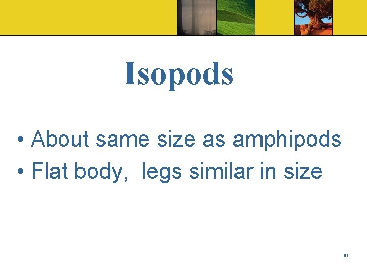 Isopods • About same size as amphipods • Flat body, legs similar in size