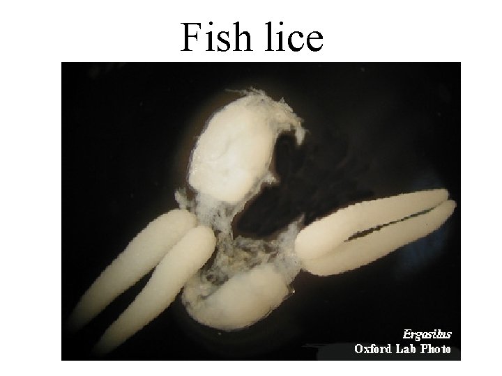 Fish lice 