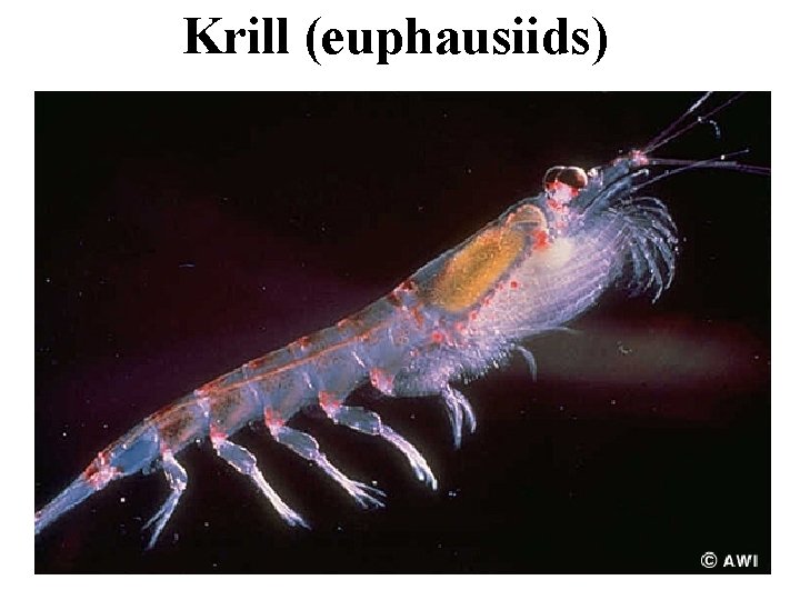 Krill (euphausiids) 