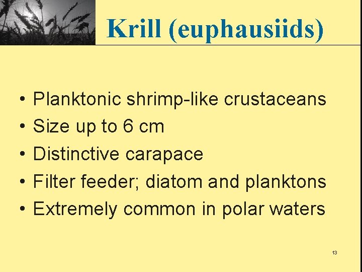 Krill (euphausiids) • • • Planktonic shrimp-like crustaceans Size up to 6 cm Distinctive