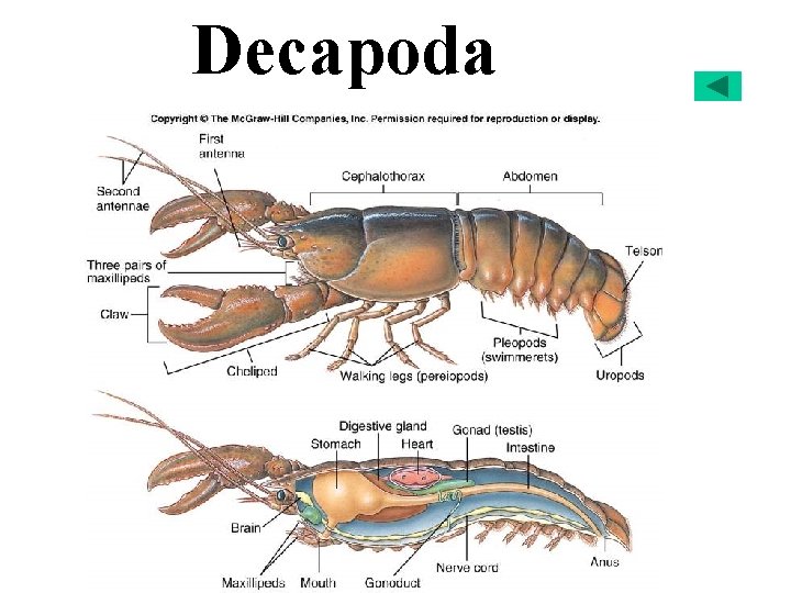 Decapoda 