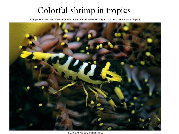 Colorful shrimp in tropics 