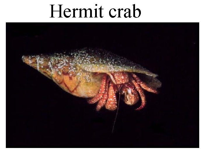 Hermit crab 