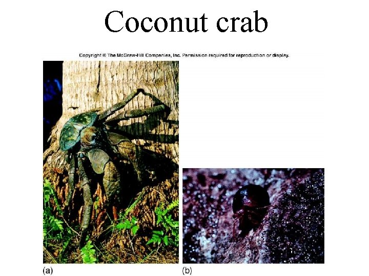 Coconut crab 