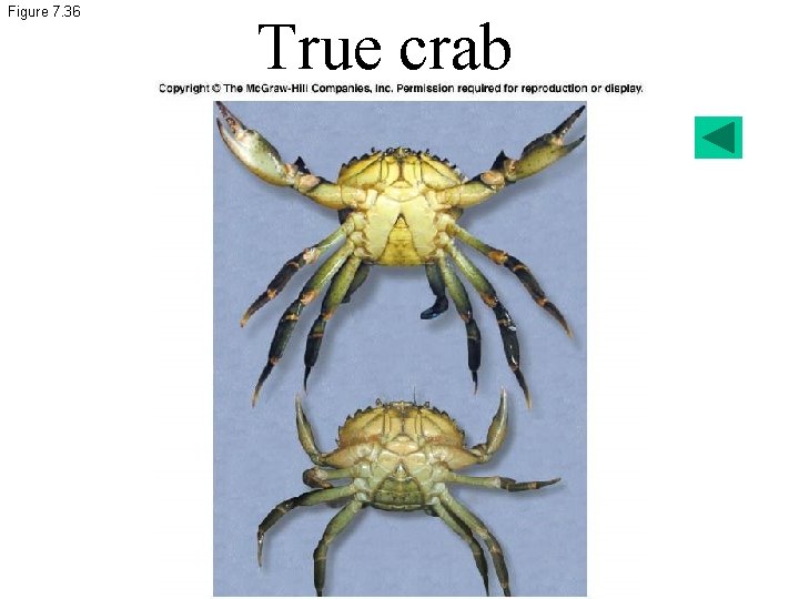 Figure 7. 36 True crab 