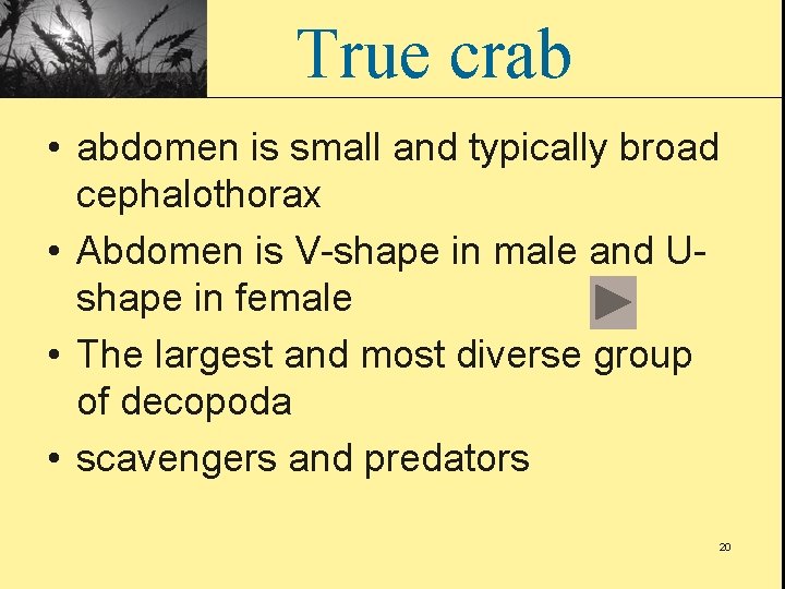 True crab • abdomen is small and typically broad cephalothorax • Abdomen is V-shape