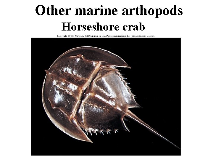 Other marine arthopods Horseshore crab 