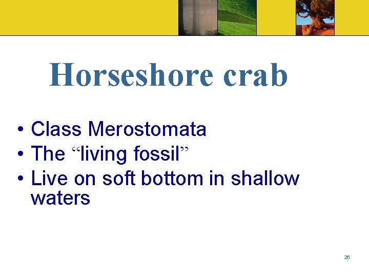 Horseshore crab • Class Merostomata • The “living fossil” • Live on soft bottom