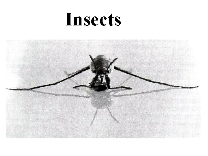 Insects 