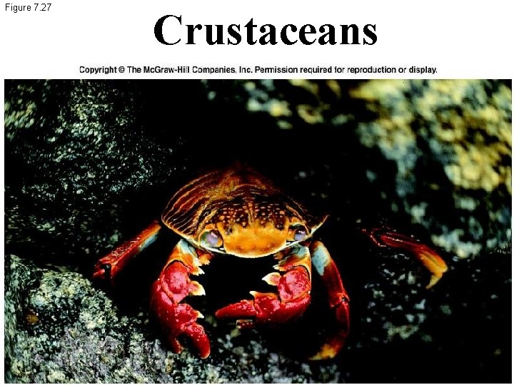 Figure 7. 27 Crustaceans 