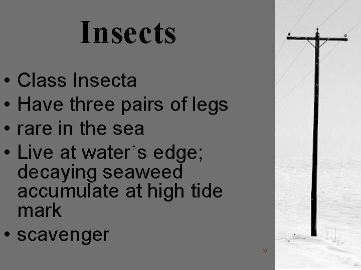 Insects • • Class Insecta Have three pairs of legs rare in the sea