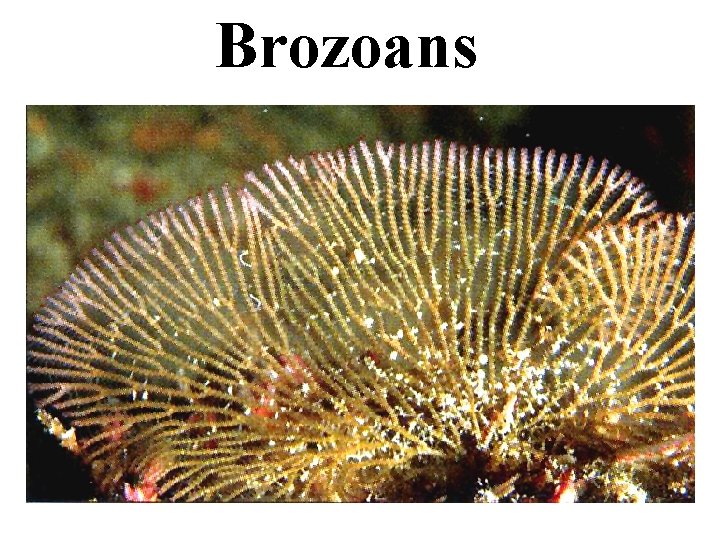 Brozoans 