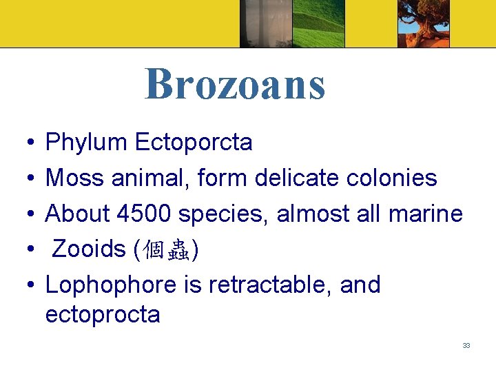 Brozoans • • • Phylum Ectoporcta Moss animal, form delicate colonies About 4500 species,
