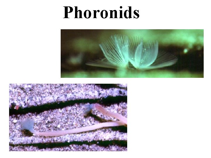 Phoronids 