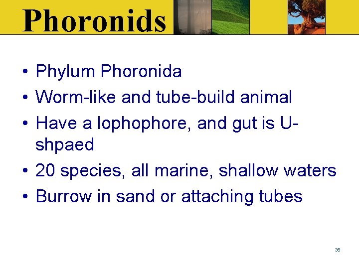 Phoronids • Phylum Phoronida • Worm-like and tube-build animal • Have a lophophore, and