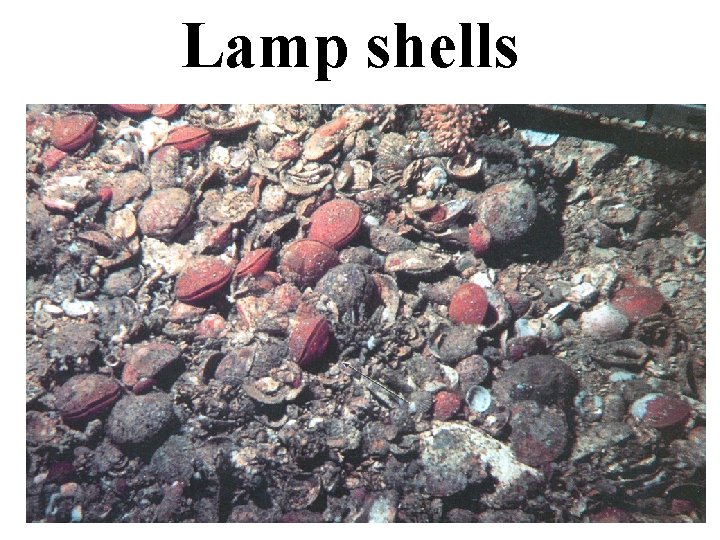 Lamp shells 