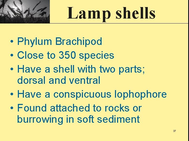 Lamp shells • Phylum Brachipod • Close to 350 species • Have a shell