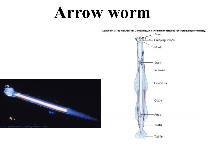 Arrow worm 