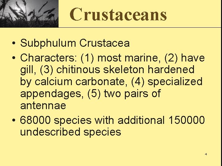 Crustaceans • Subphulum Crustacea • Characters: (1) most marine, (2) have gill, (3) chitinous