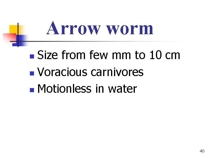 Arrow worm Size from few mm to 10 cm n Voracious carnivores n Motionless