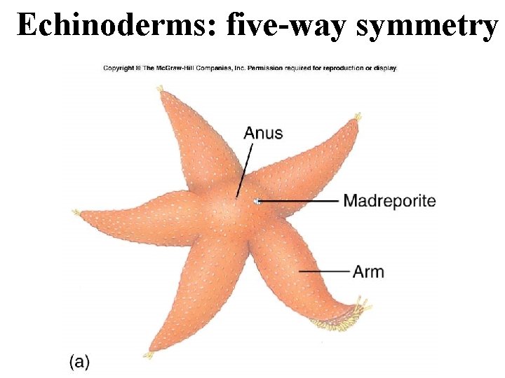 Echinoderms: five-way symmetry 