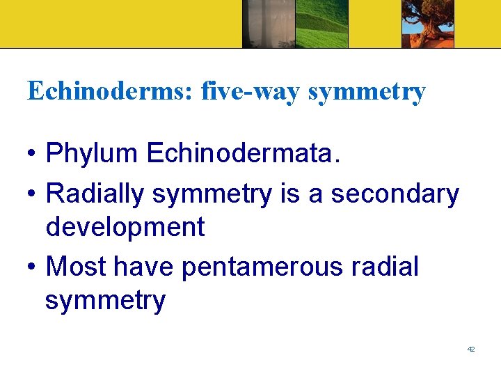 Echinoderms: five-way symmetry • Phylum Echinodermata. • Radially symmetry is a secondary development •