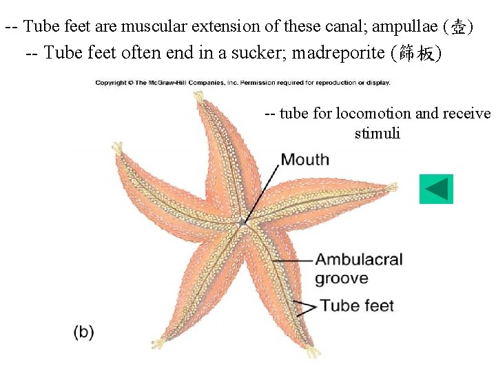 -- Tube feet are muscular extension of these canal; ampullae (壺) -- Tube feet