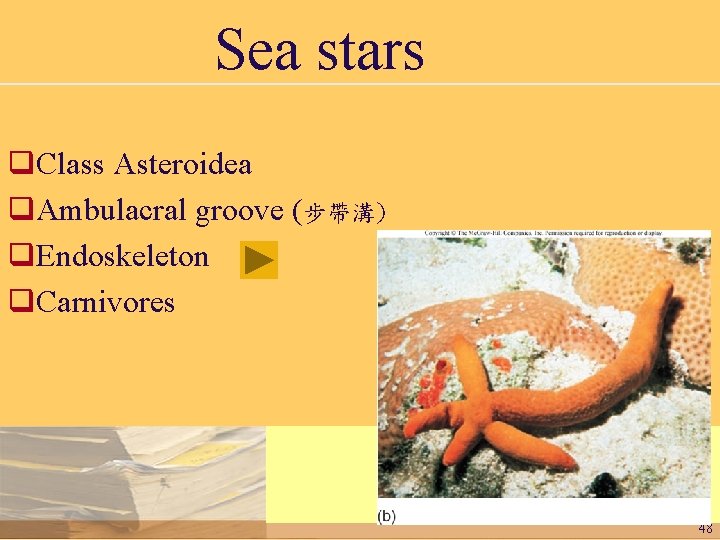 Sea stars q. Class Asteroidea q. Ambulacral groove (步帶溝) q. Endoskeleton q. Carnivores 48
