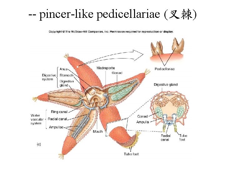 -- pincer-like pedicellariae (叉棘) 