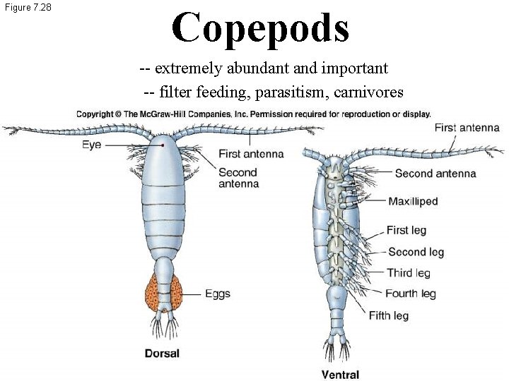 Figure 7. 28 Copepods -- extremely abundant and important -- filter feeding, parasitism, carnivores