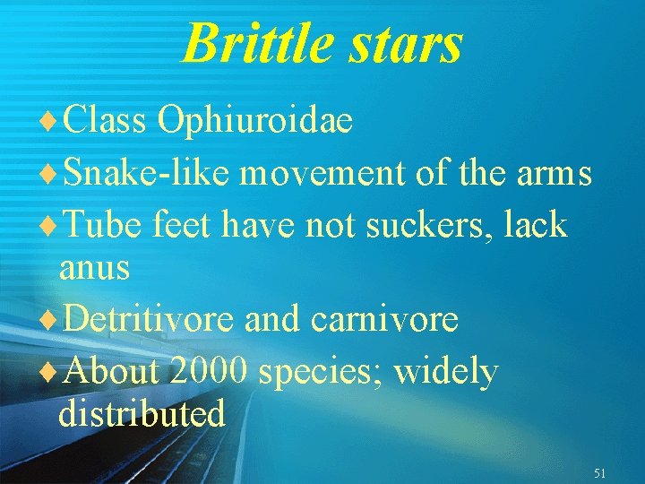 Brittle stars ¨Class Ophiuroidae ¨Snake-like movement of the arms ¨Tube feet have not suckers,