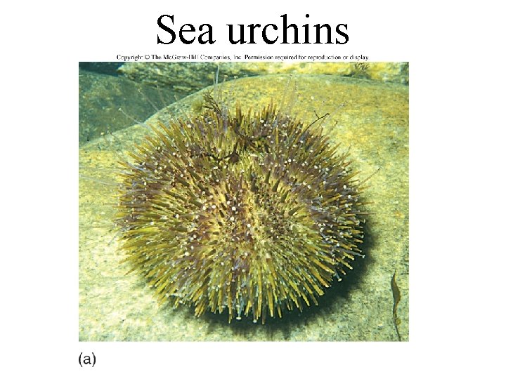 Sea urchins 