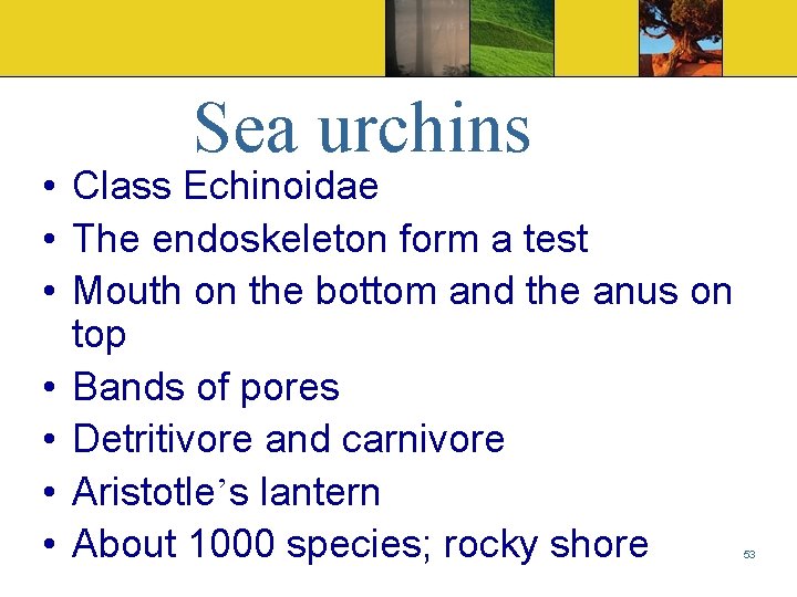 Sea urchins • Class Echinoidae • The endoskeleton form a test • Mouth on