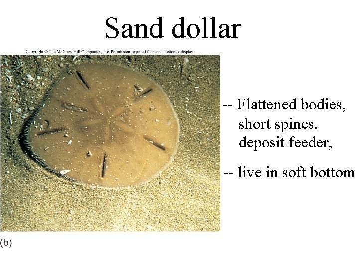 Sand dollar -- Flattened bodies, short spines, deposit feeder, -- live in soft bottom