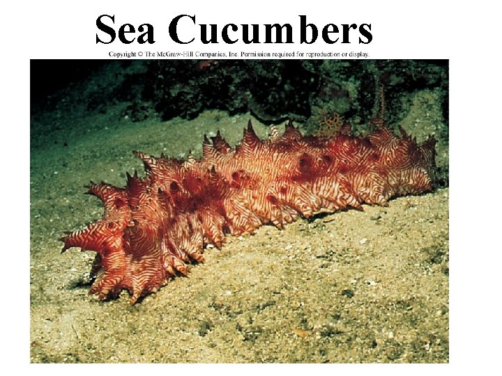 Sea Cucumbers 