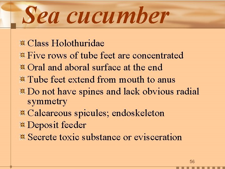 Sea cucumber Class Holothuridae Five rows of tube feet are concentrated Oral and aboral