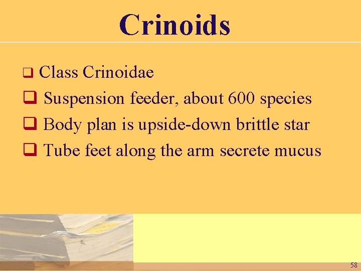 Crinoids Class Crinoidae q Suspension feeder, about 600 species q Body plan is upside-down