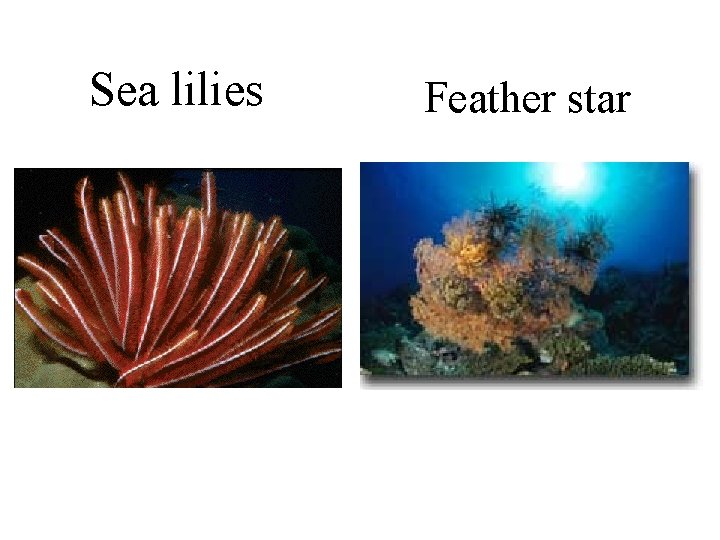 Sea lilies Feather star 