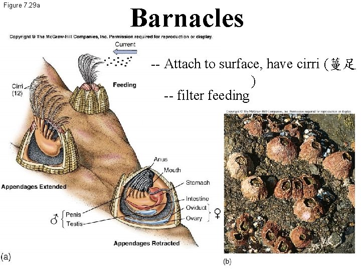 Figure 7. 29 a Barnacles -- Attach to surface, have cirri (蔓足 ) --