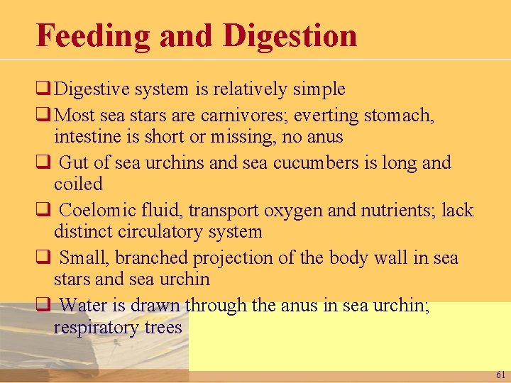 Feeding and Digestion q Digestive system is relatively simple q Most sea stars are